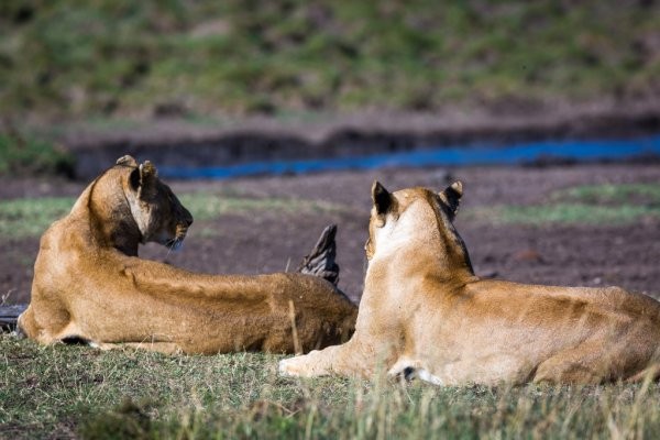4 days Tanzania safari Tours